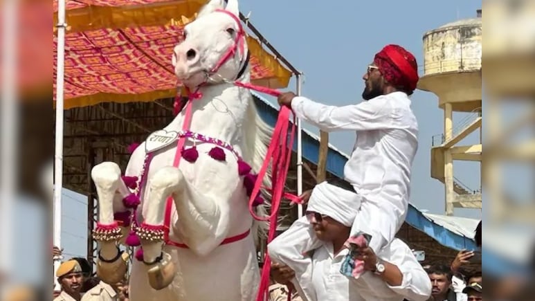 पुष्कर मेले में लाखों में बिक रहे जानवर, सरकार ने खोला GST कैंप, करोड़ों की कीमत वाले घोड़ों का राज भी खुला