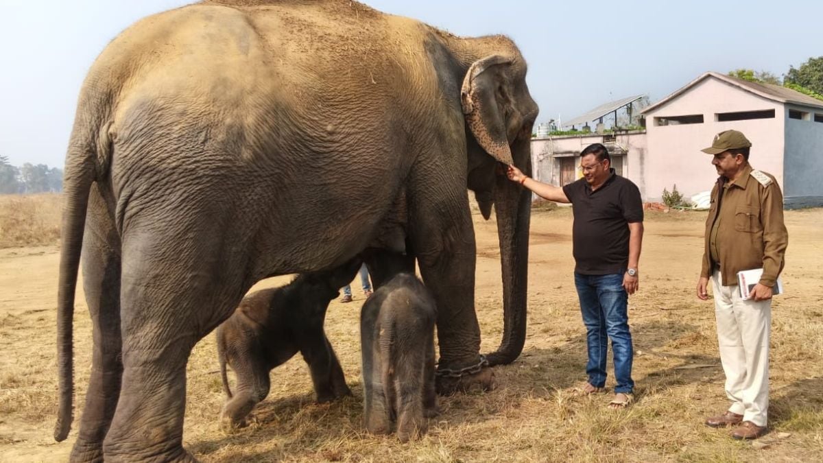 Historic Twin Elephant Birth: 57-Year-Old Anarkali Delivers Rare Twin Calves at Panna Tiger Reserve