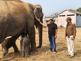 In A First, Elephant Gives Birth To Twin Calves In Panna Tiger Reserve