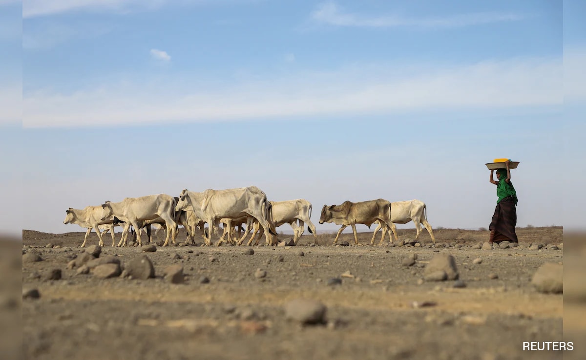 US, European Aid Cuts Could Cause 22 Million Deaths By 2030: Study