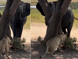 हथिनी के सामने शेरनी की अकड़ गायब! पेड़ के पीछे खा रही थी शिकार, अचानक ‘जेठानी’ आई तो लगी भागने और फिर...