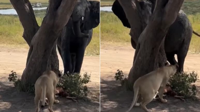 हथिनी के सामने शेरनी की अकड़ गायब! पेड़ के पीछे खा रही थी शिकार, अचानक ‘जेठानी’ आई तो लगी भागने और फिर...