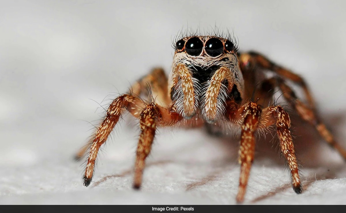 Scientists Discover New Spider Species Hidden In California's Coastal Dunes