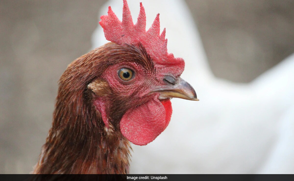 Rare H5N5 Bird Flu Strain Detected in Human for First Time