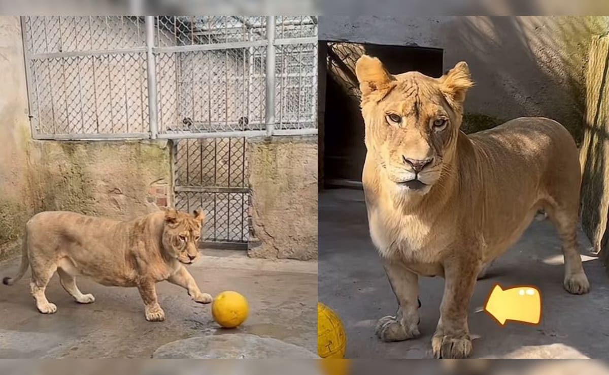 छोटे पैरों वाला 'कॉर्गी' शेर बना इंटरनेट सेंसेशन, क्यूटनेस के दिवाने हुए लोग...लेकिन पीछे का दर्द रुला देगा