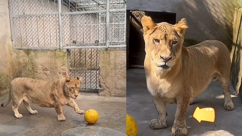 छोटे पैरों वाला 'कॉर्गी' शेर बना इंटरनेट सेंसेशन, क्यूटनेस के दिवाने हुए लोग...लेकिन पीछे का दर्द रुला देगा