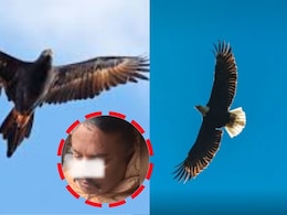 Viral Video : धावत्या ट्रेनला गरुडाची धडक! काच फोडून आत शिरला, ड्रायव्हर झाला जखमी, पुढे घडलं सर्वात भयंकर..