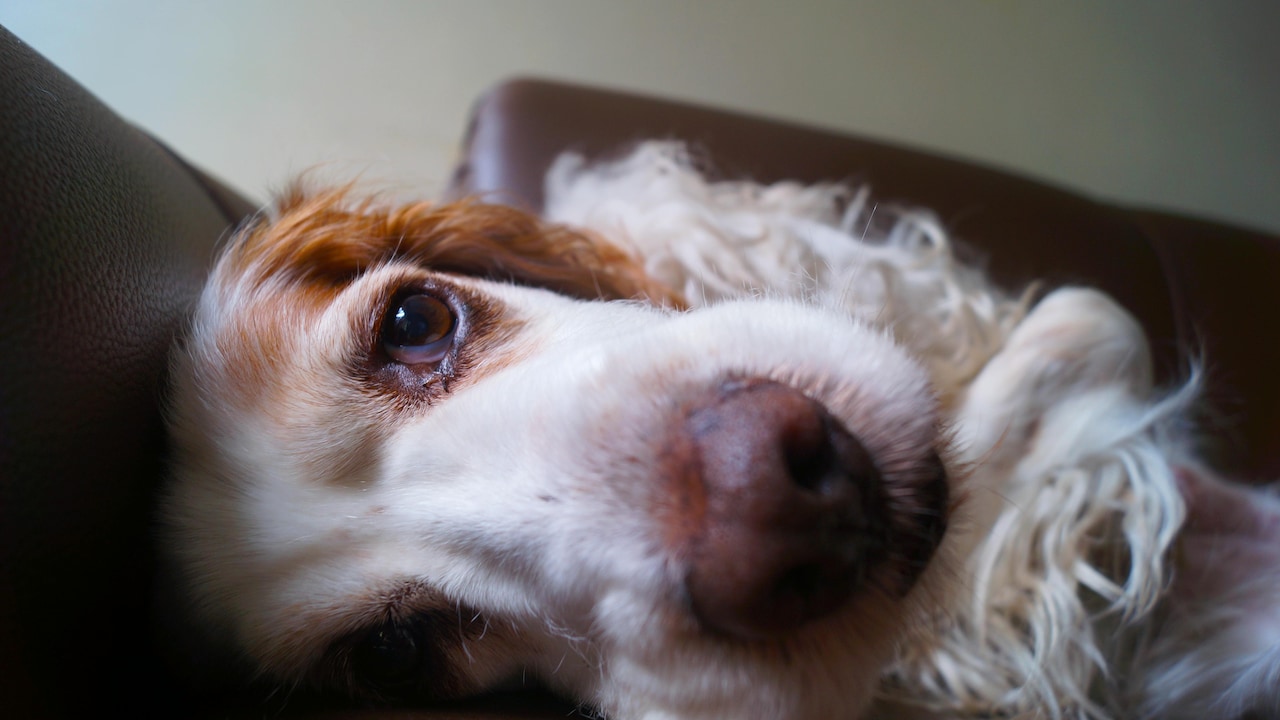 Avoid ozone-based purifiers, they can harm respiratory health Avoid ozone-based purifiers, they can harm respiratory health