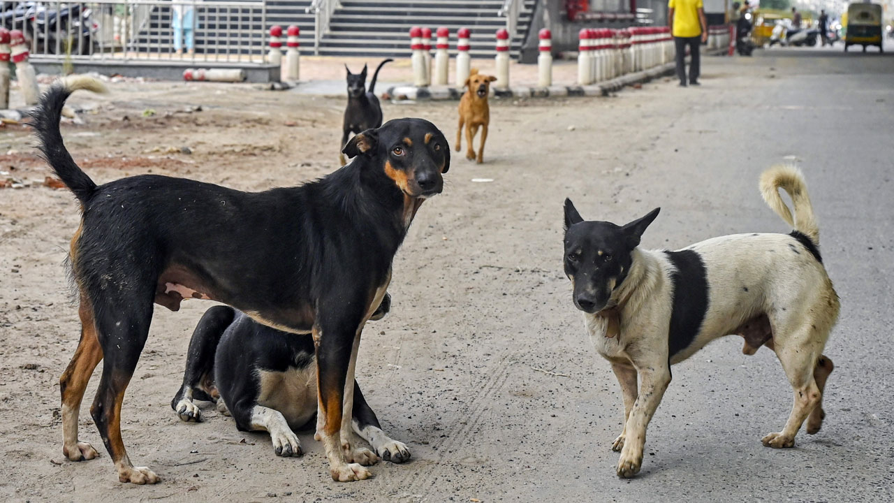 Man Beats Dog To Death, Locals Attack NGO Workers For Trying To Save It