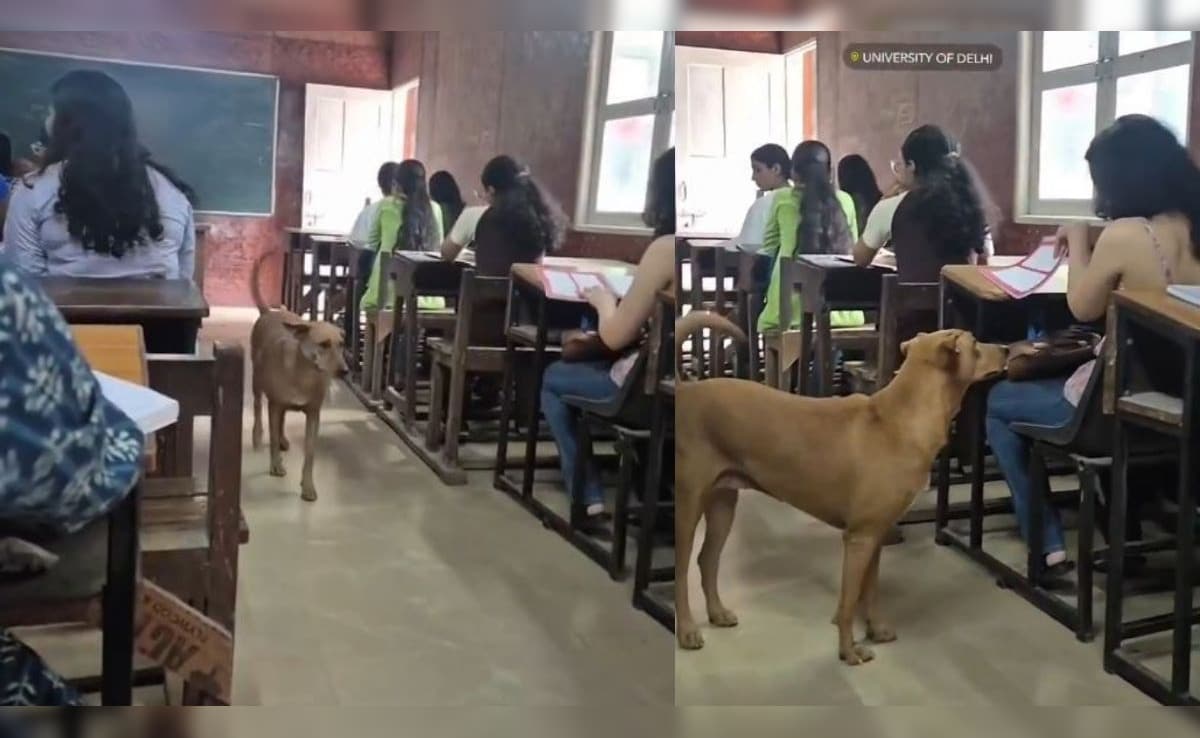 क्लास में लेक्चर के बीच 'डोगेश भाई' ने ली एंट्री, देख लड़कियों ने पास की स्माइल