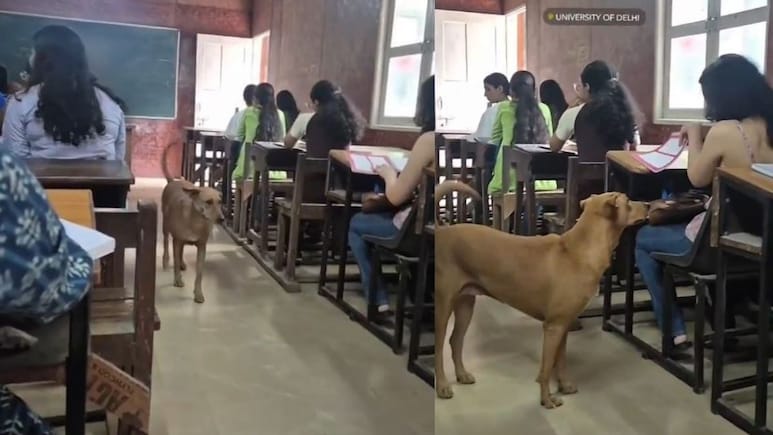 क्लास में लेक्चर के बीच 'डोगेश भाई' ने ली एंट्री, देख लड़कियों ने पास की स्माइल