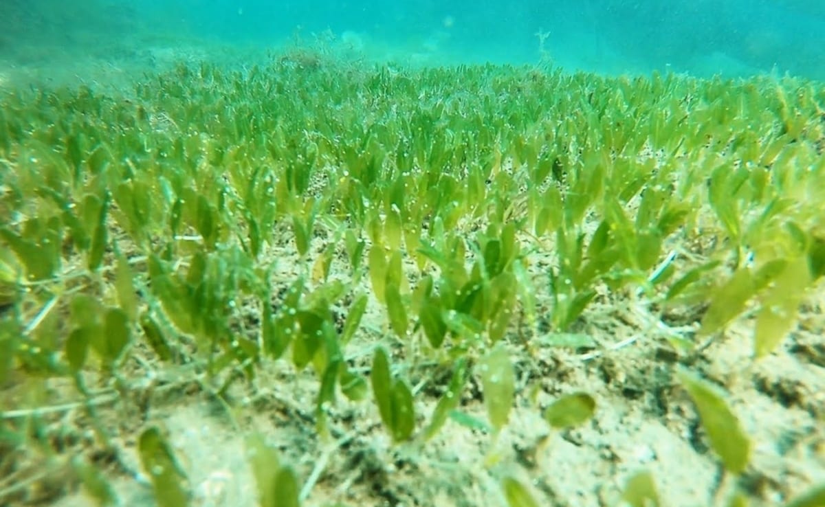 समुद्र की पारिस्थितिकी तंत्र का महत्वपूर्ण हिस्सा हैं समुद्री घास के मैदान