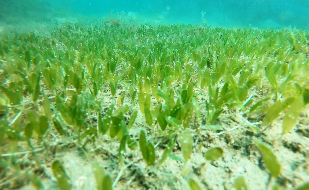 समुद्र की पारिस्थितिकी तंत्र का महत्वपूर्ण हिस्सा हैं समुद्री घास के मैदान