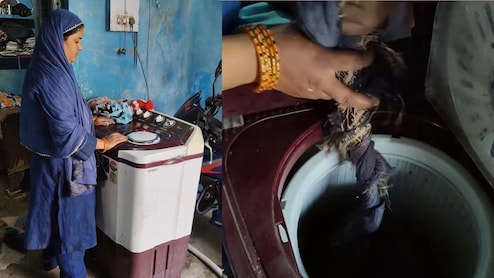 बंदरों ने किया तंग...तो आंटी ने निकाला देसी जुगाड़, वॉशिंग मशीन में डाल दिया गेहूं