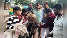 Donkey Fair MP: इस बार बिकने आए 'सलमान', 'शाहरुख' और 'जैकलीन'; गधों को गुलाब जामुन खिलाकर शुरू हुआ मेला