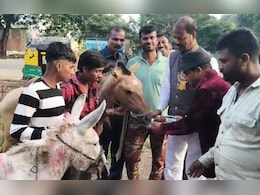 Donkey Fair MP: इस बार बिकने आए 'सलमान', 'शाहरुख' और 'जैकलीन'; गधों को गुलाब जामुन खिलाकर शुरू हुआ मेला