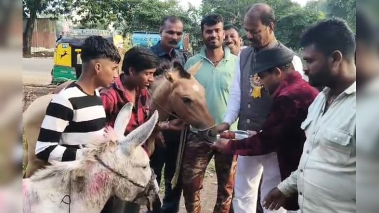 Donkey Fair MP: इस बार बिकने आए 'सलमान', 'शाहरुख' और 'जैकलीन'; गधों को गुलाब जामुन खिलाकर शुरू हुआ मेला