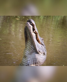 8 Crocodile Facts That Can Amaze You