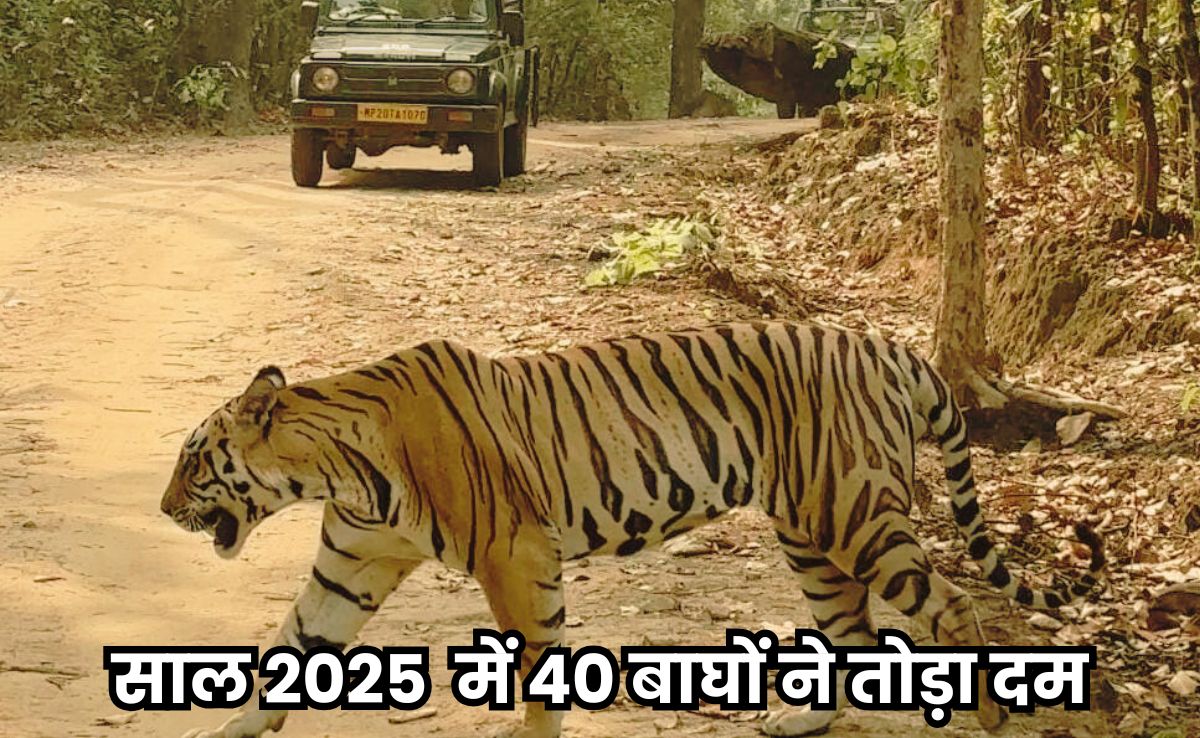 Tiger State: मध्य प्रदेश से छिन सकता है टाइगर स्टेट का तमगा, MP में तेजी से बढ़ा है बाघों की मौत आंकड़ा!
