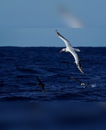 Meet The Bird With The Largest Wingspan