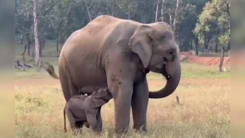 हाथी का नामकरण! बांधवगढ़ टाइगर रिजर्व में होगा कार्यक्रम; मशहूर हथिनी &lsquo;बांधवी&rsquo; का है नन्हा हाथी