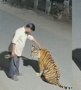 Shocking Man gave liquor To A Tiger In Chandrapur Fact Check ...