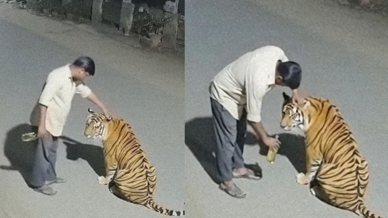 Viral Video: रस्त्यात अडवून वाघोबाला पाजली दारु? आता वन विभाग देणार दणका; व्हिडिओमागचे सत्य काय?
