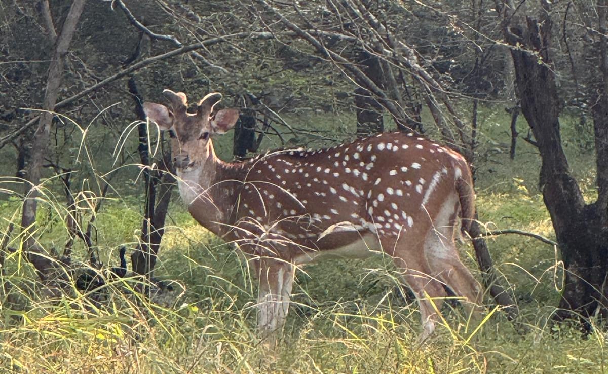 The spotted deer. Photo: Author The spotted deer. Photo: Author