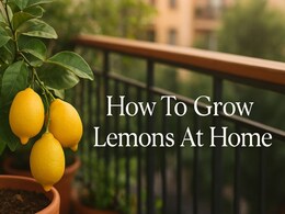 A Step-By-Step Guide To Grow Fresh Lemons In A Pot At Home