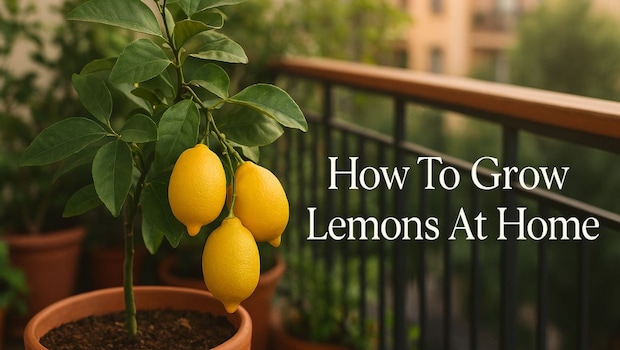 A Step-By-Step Guide To Grown Fresh Lemons In A Pot At Home