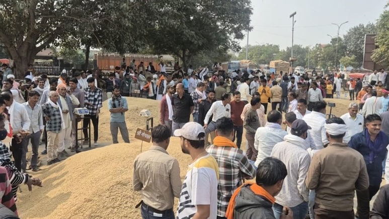 Rajasthan: 2400 वाला धान 3300 पार, खरीदने के लिए गुजरात-हरियाणा के एक्सपोर्टर ने राजस्थान में डाला डेरा