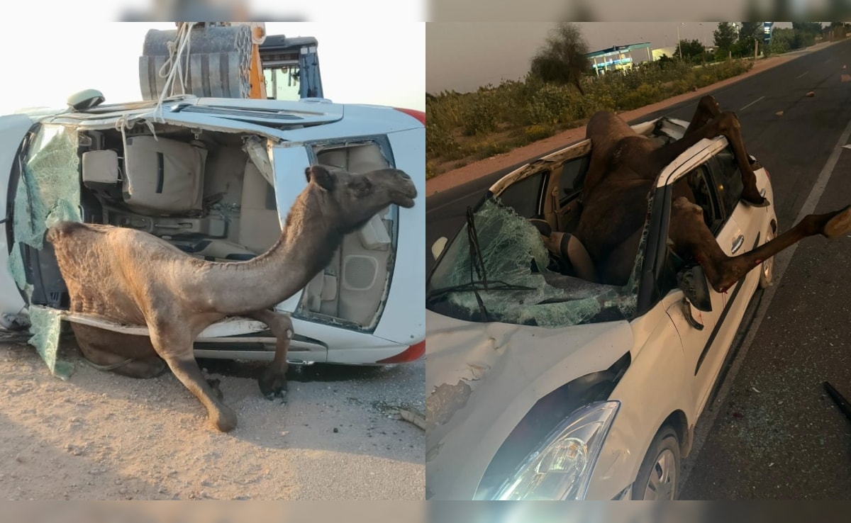 Camel Breaks Through Car's Roof, Gets Stuck After Head-On Crash In Rajasthan
