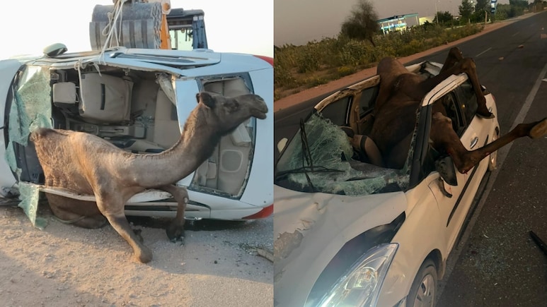 Camel Breaks Through Car's Roof, Gets Stuck After Head-On Crash In Rajasthan
