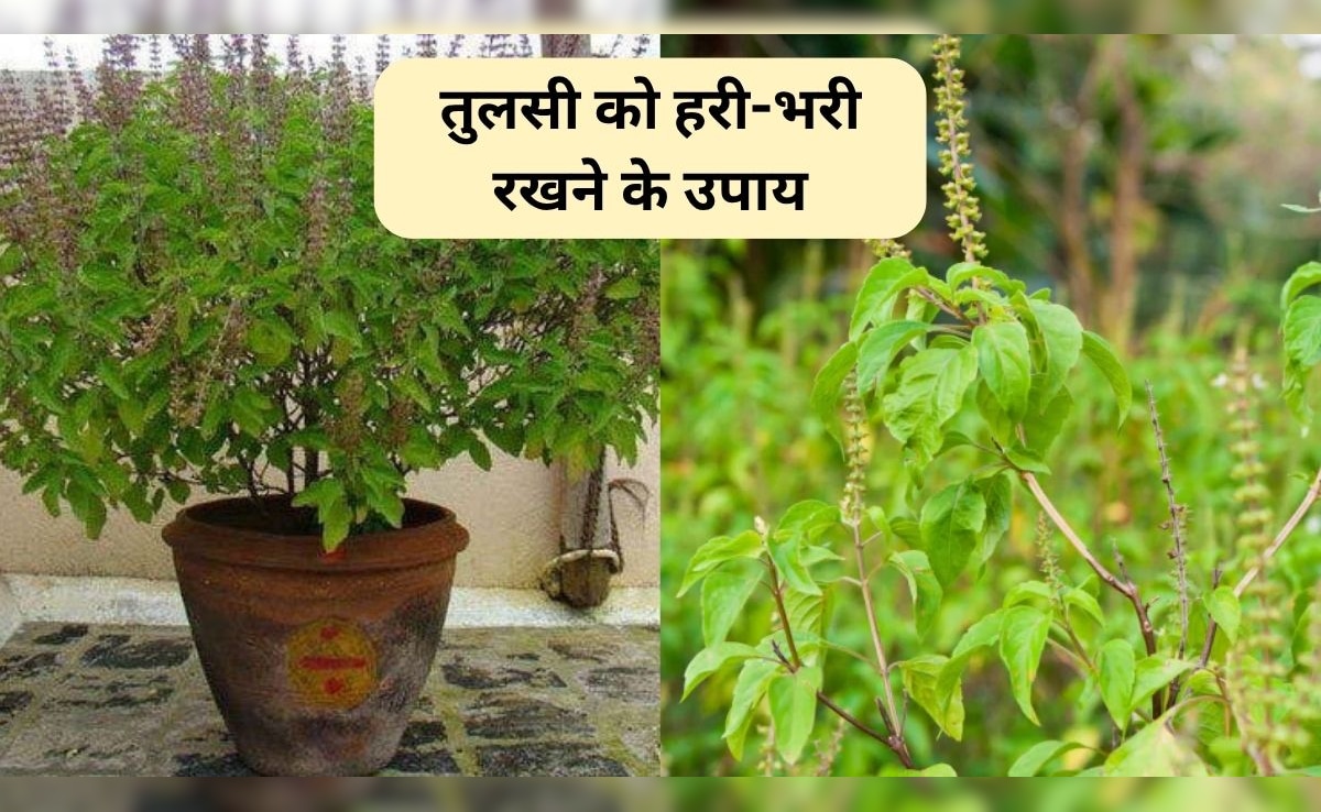 Tulsi Plant Take Care: सर्दी में तुलसी को हरा-भरा कैसे रखें? ये 3 काम पौधे को रखेंगे हरा-भरा
