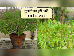 Tulsi Plant Take Care: सर्दी में तुलसी को हरा-भरा कैसे रखें? ये 3 काम पौधे को रखेंगे हरा-भरा