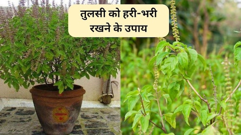 Tulsi Plant Take Care: सर्दी में तुलसी को हरा-भरा कैसे रखें? ये 3 काम पौधे को रखेंगे हरा-भरा