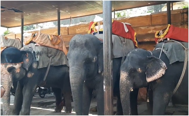 हाथी गांव में वैकल्पिक व्यवस्था की गई है.