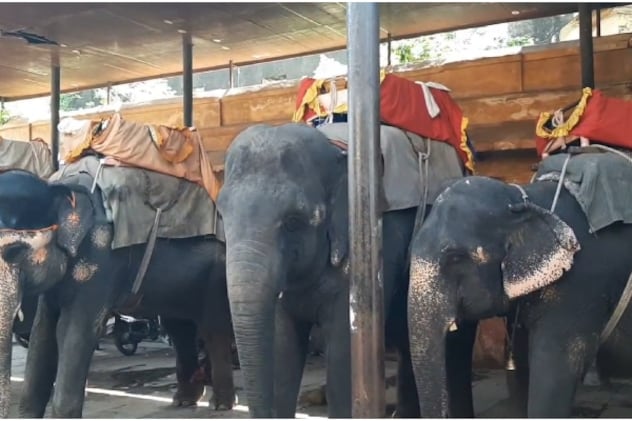 हाथी गांव में वैकल्पिक व्यवस्था की गई है.