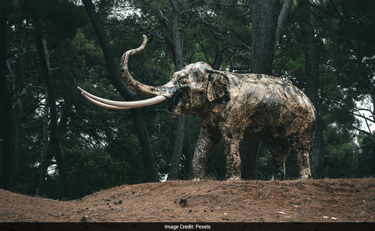 Scientists Discover 40,000-Year-Old RNA In Frozen Woolly Mammoth