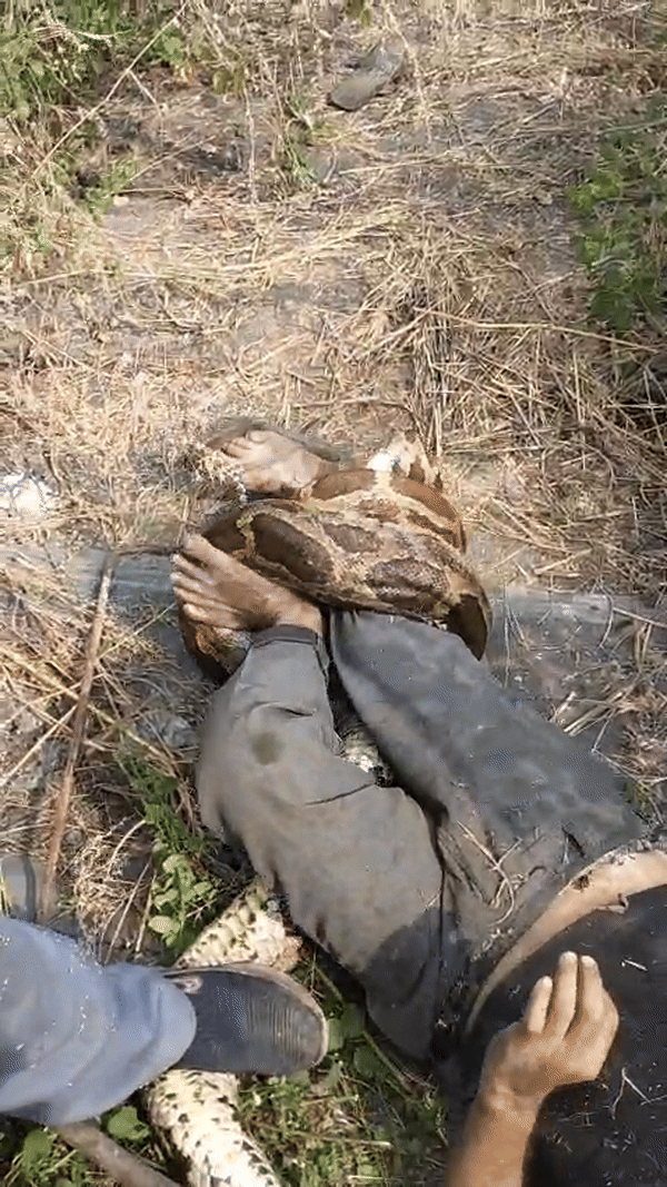 अजगर की मजबूत पकड़ का खौफनाक Video, 10 मिनट तक तड़पता रहा शख्स, कोटा का मामला