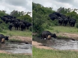 अकेले भैंसे पर टूट पड़ा शेर, अगले ही पल बदल गया पूरा खेल! दोस्तों के झुंड ने फिर जो किया, Video कर देगा हैरान