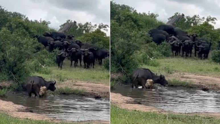 अकेले भैंसे पर टूट पड़ा शेर, अगले ही पल बदल गया पूरा खेल! दोस्तों के झुंड ने फिर जो किया, Video कर देगा हैरान