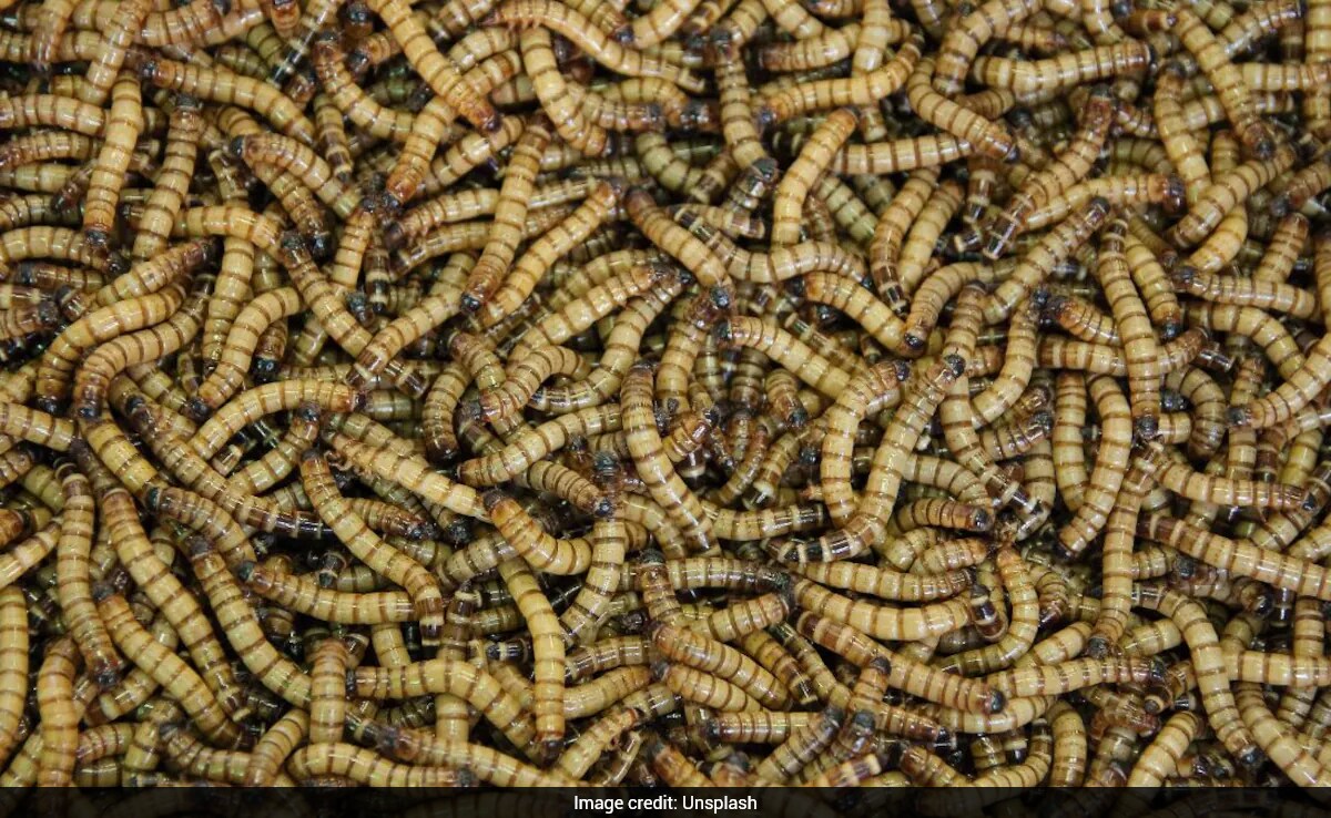 Insects Proposed as Sustainable Food Source for Astronauts