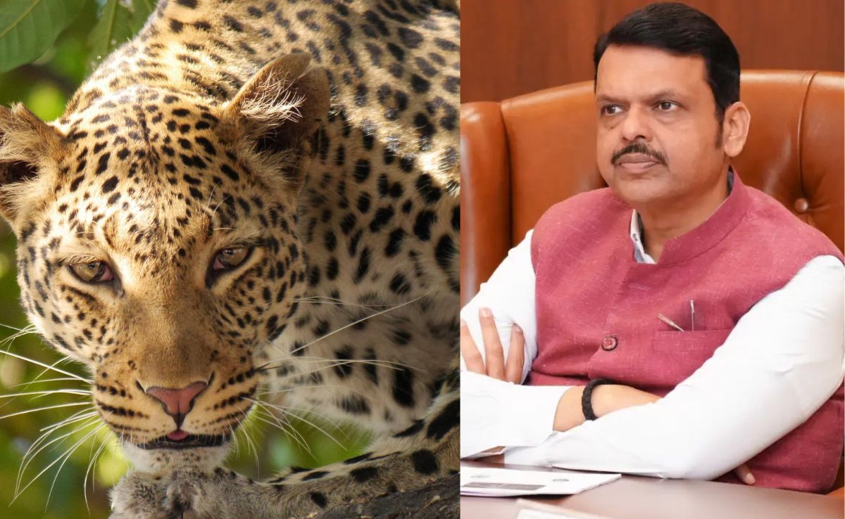 महाराष्‍ट्र के सीएम फडणवीस की बैठक में तेंदुए के हमलों को राज्य आपदा घोषित करने का प्रस्ताव