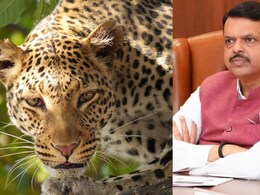 महाराष्‍ट्र के सीएम फडणवीस की बैठक में तेंदुए के हमलों को राज्य आपदा घोषित करने का प्रस्ताव 