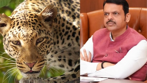महाराष्‍ट्र के सीएम फडणवीस की बैठक में तेंदुए के हमलों को राज्य आपदा घोषित करने का प्रस्ताव 