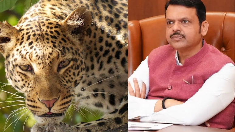 महाराष्‍ट्र के सीएम फडणवीस की बैठक में तेंदुए के हमलों को राज्य आपदा घोषित करने का प्रस्ताव 