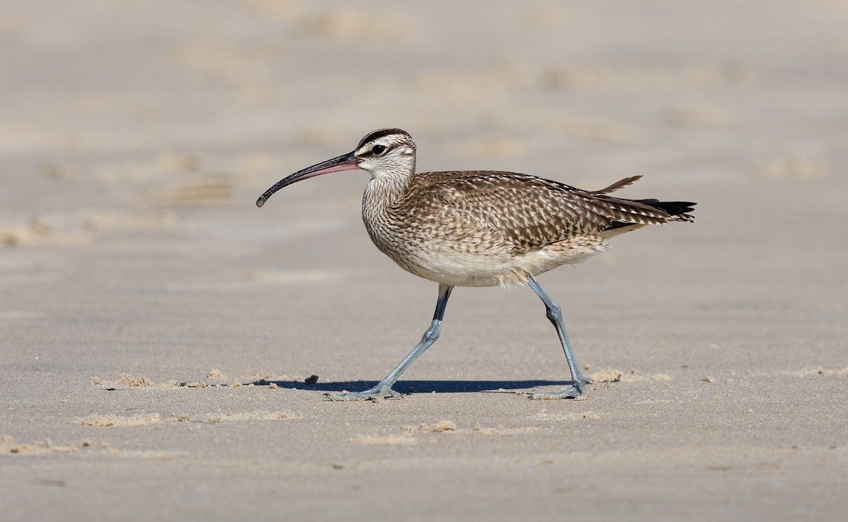 Latest and Breaking News on NDTV Latest and Breaking News on NDTV