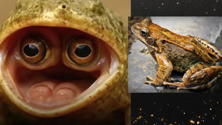 Weird Frog : जगातील सर्वात विचित्र बेडूक, तोंडात लपवून ठेवलेत डोळे; स्वत:च्या डोळ्यांवर विश्वास बसणार नाही!