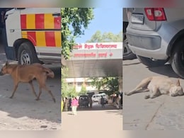 SC ऑर्डर के बाद भी सार्वजनिक स्थलों पर आवारा कुत्तों का जमावड़ा, अजमेर के सबसे बड़े हॉस्पिटल में मरीज से लेकर स्टाफ तक परेशान